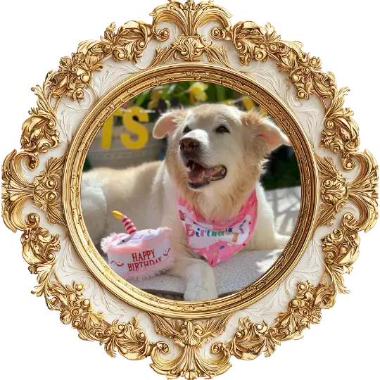Framed pet portrait