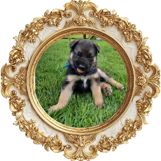 Framed pet portrait